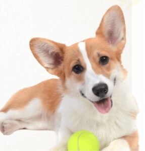 Fur mummy dog boarding daycare