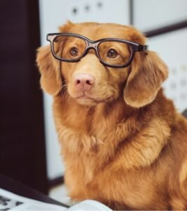 BFF PET HOTEL - DOG BOARDING