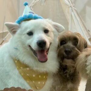 CJ Pawsome Dog Boarding