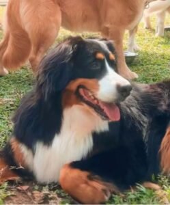 Fluff N Board Dog Boarding