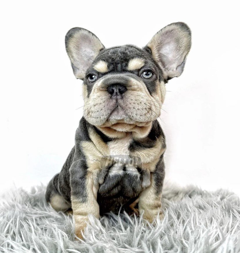 Hello Human Wellness East