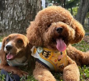 K9 Cove Dog Boarding