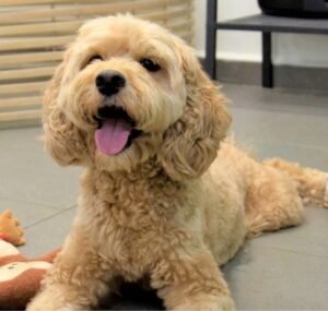 Mutts N Mittens Dog Boarding