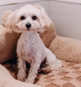 Pooch Nannies Dog Boarding