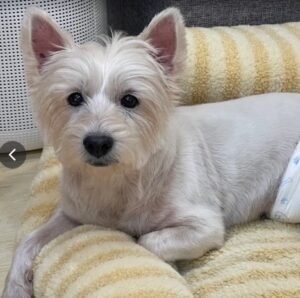 Pupperton-Hotel-Dog-Boarding