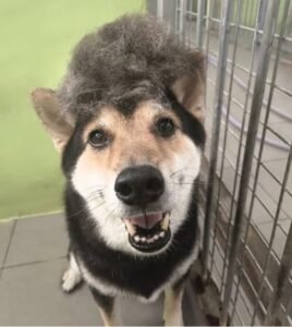 Tara Pet Dog Boarding