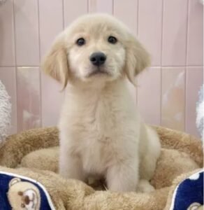 The PUP LIFE DOG BOARDING