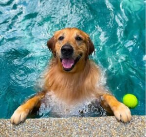 The Wagington Dog Hotel & Resort