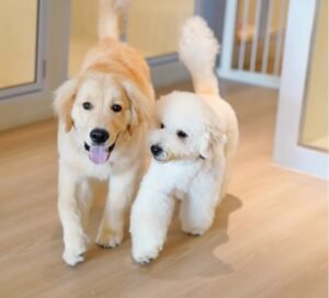 aylabella- dog boarding