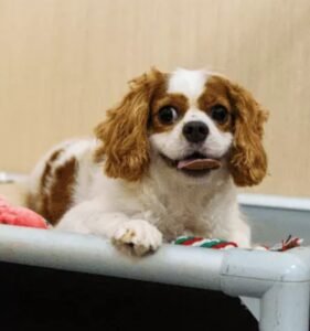 mm active joo chiat dog boarding