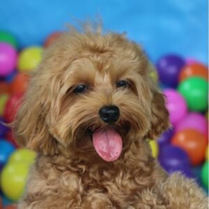 mutts & Mitten Acxtive Dog Boarding